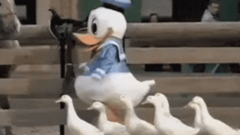 Donald Duck leader gif